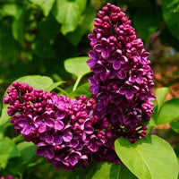 Syringa vulgaris 'Ludwig Spaeth' - Lilas (Souvenir Louis)
