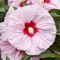 Hibiscus 'All Eyes on Me