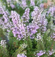 Calluna vulgaris 'Kerstin' - bruyère