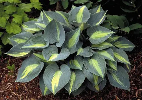 hosta ''Touch of class''