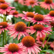 Echinacea MOOODZ 'Satisfy' - Échinacée