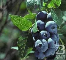 Vaccinium corymbosum 'Chippewa'
