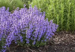 Nepeta 'Cat's Pajamas'