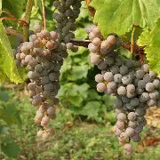 Vitis Frontenac gris - raisin - vigne  (sans pépin)