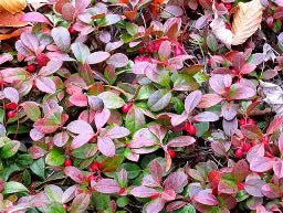 Gaultheria Procumbens "Winter Fiesta