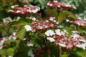 Viburnum sargentii "onondaga"