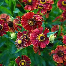 Helenium helena red shades