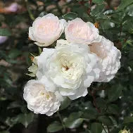 Rosa - Sea Foam