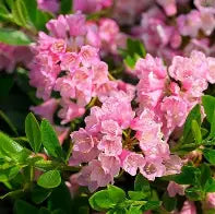 Rhododendron x bloombux magenta BE