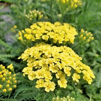 Achillea millefolium "Sunny Seduction"