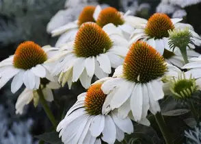 Echinacea 'The price is white' - Échinacée