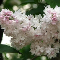 Syringa vulgaris 'Beauty of moscow' - Lilas
