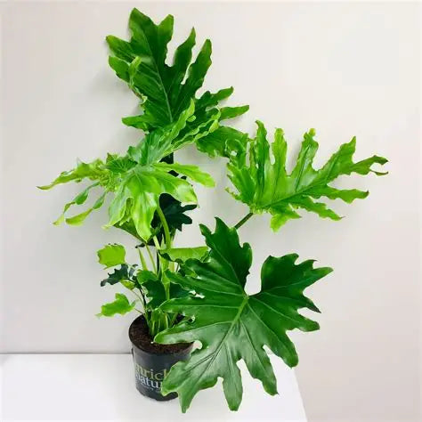 philodendron selloum hope