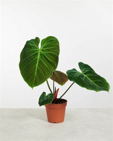 philodendron el choco red