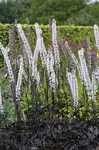 Cimicifuga - actaea simplex atropurpurea