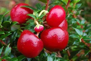 Gaultheria Procumbens "Cherry Berries"