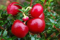 Gaultheria Procumbens "Cherry Berries"