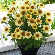 Echinacea MOOODZ 'Peace' - Échinacée