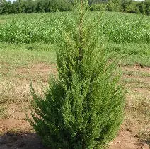 Juniperus Chinensis 'Mountbatten'