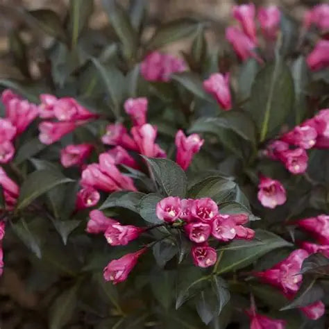Weigela florida 'Midnight wine shine'
