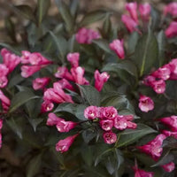 Weigela florida 'Midnight wine shine'