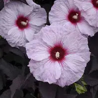 Hibiscus 'Dark Mystery