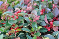 Gaultheria Procumbens "Cherry Berries"