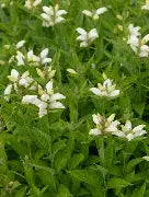 Chelone Obliqua Alba - Chélone oblique