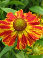 Helenium autumnale mariachi salsa