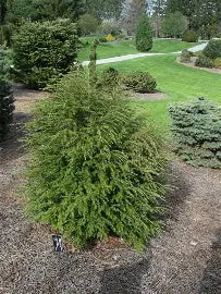 Tsuga canadensis "Gentsch White"