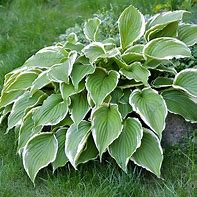 Hosta mix