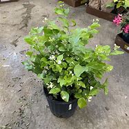 jasmin sambac buisson