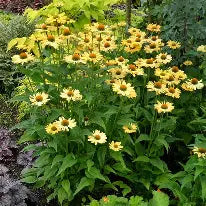 Echinacea 'Aloha' - Échinacée