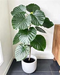 Ficus umbellata
