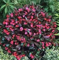 Weigela florida 'Midnight wine shine'