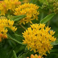 Asclepias tuberosa ‘Hello Yellow’