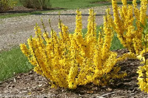 Forsythia intermedia 'Show Off sugar baby"