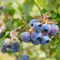 Vaccinium corymbosum 'Northblue'