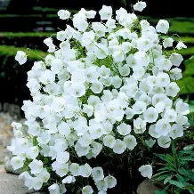 Campanula carpatica 'White Clips' - Campanule