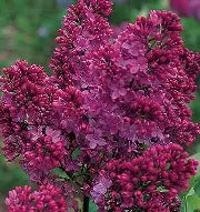 Syringa vulgaris - Congo