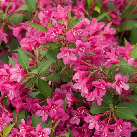 Weigela florida 'Sonic Bloom Wine'