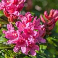 Rhododendron x bloombux magenta BE