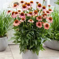 Echinacea MOOODZ 'Satisfy' - Échinacée