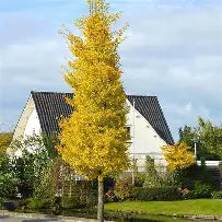 Ginkgo biloba "Princeton Sentry"