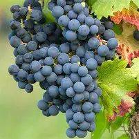 Vitis Marquette - raisin - vigne