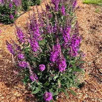Buddleja x Birthday Cake BE  - Arbre aux papillons