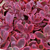 Sedum Sunsparkler ' Wildfire