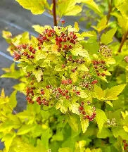 Physocarpus raspberry limonade