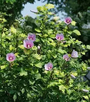Hibiscus syriacus 'Paraplu Adorned' - Hibiscus