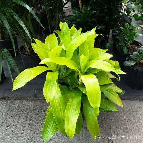 Dracaena Limelight 3ppp